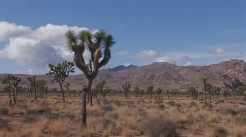 Joshua Trees 6 Stock Footage 10607991