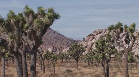 Joshua Trees 7 Stock Footage 10609008