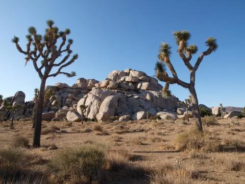Joshua trees and rocks Stock Photos