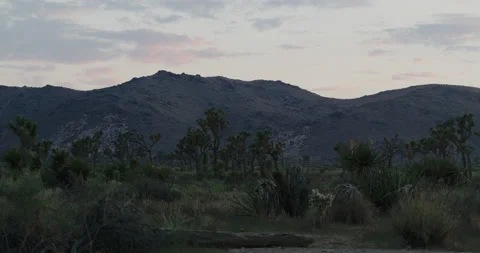 Joshua Trees at Blue Hour with Desert Landscape in Background - static shot 스톡 동영상 239697553