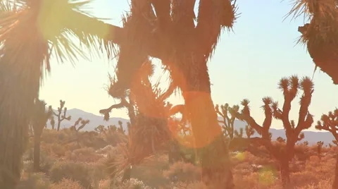 JOSHUA TREES DOLLY SHOT Video stock 982001