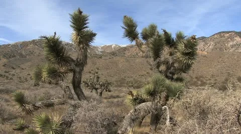 Joshua trees frame peak Stock Footage 12359877