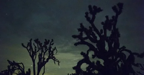 Joshua Trees at Night Stock Footage 79574435