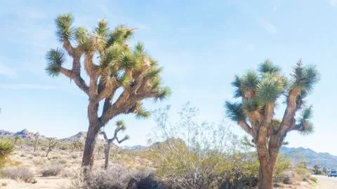 Joshua trees Stock Photos