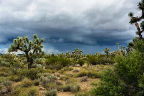 Joshua Trees Foto stock