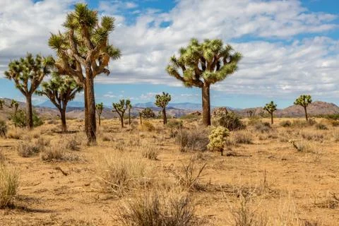 Joshua Trees Stock Photos