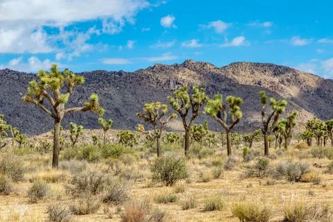 Joshua Trees Foto stock