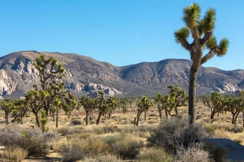 Joshua trees on subset Stock Photos