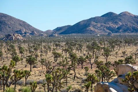 Joshua trees on subset Stock Photos