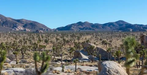 Joshua trees on subset Stock Photos