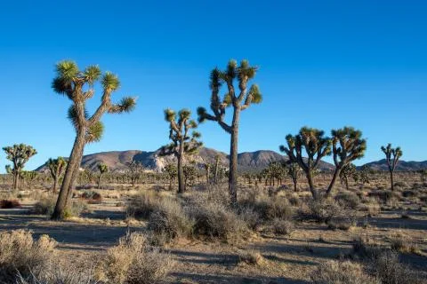 Joshua trees on subset Stock Photos