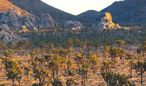 Joshua trees on subset Stock Photos