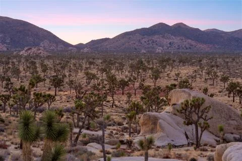 Joshua trees on subset Stock Photos