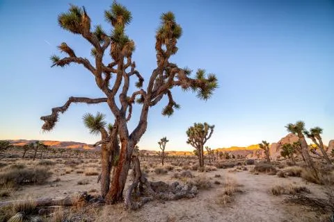 Joshua trees on subset Stock Photos