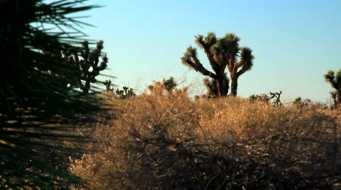 JOSHUA TREES TIGHT Stock-Footage 982241