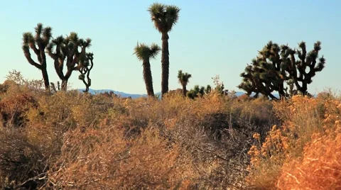 JOSHUA TREES TRACKING Stock-Footage 982180