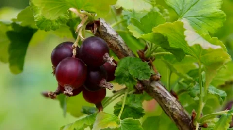 Jostaberry in the garden Stock Footage 56540836