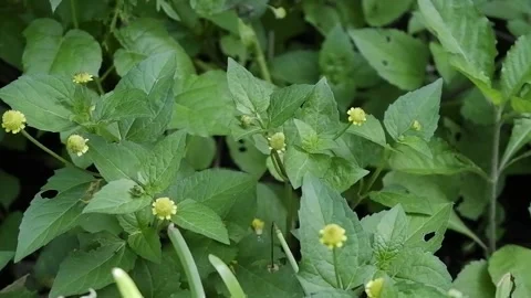 Jotang Plant Stock Footage 194185600
