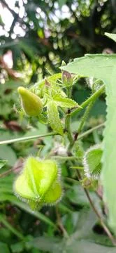 Jotropha Fruit Stock Photos