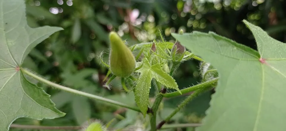 Jotropha Stock Photos