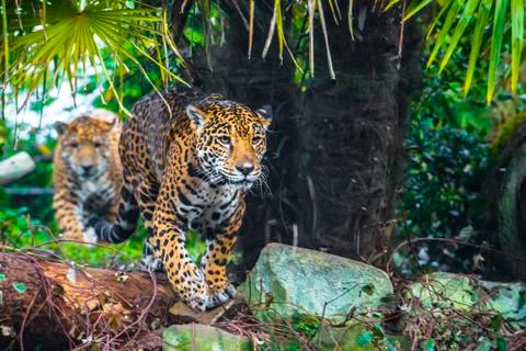Joung jaguar cat Stock Photos