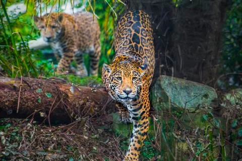 Joung jaguar cat Stock Photos