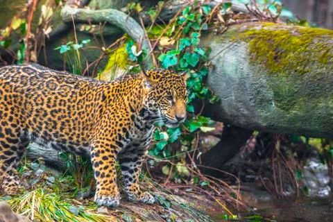 Joung jaguar cat Stock Photos