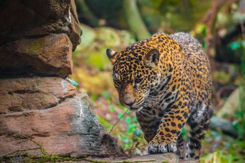 Joung jaguar cat Stock Photos