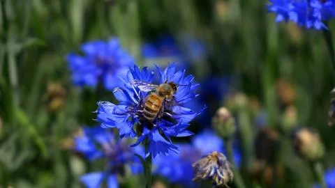 The journey of a bee from one cornflower to another Stock Photos
