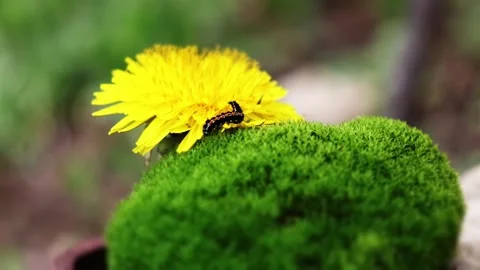 The journey of a caterpillar 動画素材 238774976