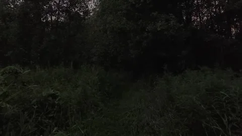 Journey on the edge of the forest Stock Footage 316798045