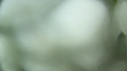 Journey to the inside a sponge Stock Footage 52385192