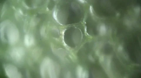 Journey to the inside a sponge Stock Footage 52385686