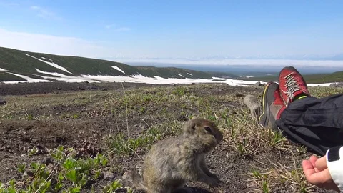 Journey to Kamchatka Peninsula. Gullible American field dogs. Stock Footage