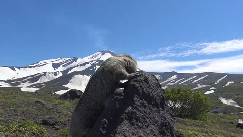 Journey to Kamchatka Peninsula. Gullible American field dogs. Stock Footage
