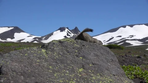 Journey to Kamchatka Peninsula. Gullible American field dogs. Stock Footage