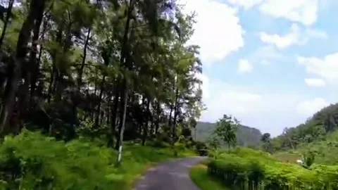 Journey in the middle of the forest Stock Footage 312718769
