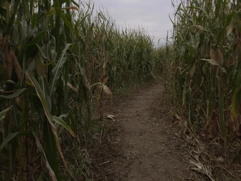 Journey through a cornfield Stock Footage 80572990