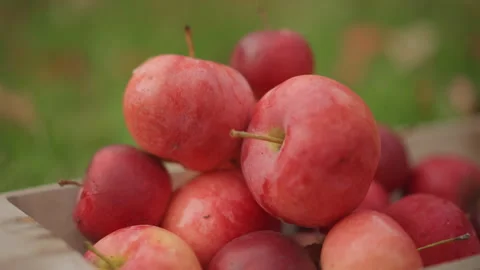Journey through fresh apple gathering. Rustic scene of orchard apple picking Stock Footage 346386581