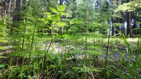 Journey Through the Hidden World of the Forest Stock Footage 309461759