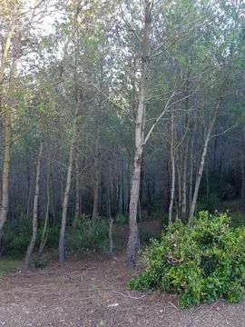 Journey through the Pine Trees Stock Photos