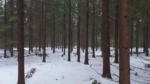 A journey through snow-laden pine tree trunks in a forest, with the sun obs.. Video stock 264040623