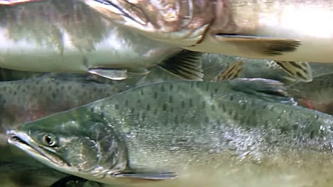 Journey Through the Vibrant World of a School of Salmon Fish in Crystal Waters Stock Footage 340435382