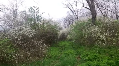 Journey through the wild Stock Footage 41103935