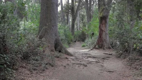 Journey on Victoria Island going to the Arrayanes forest Stock Footage 152602254