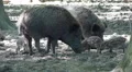 Jousting wild boars and hungry cute young boars close up HD Footage