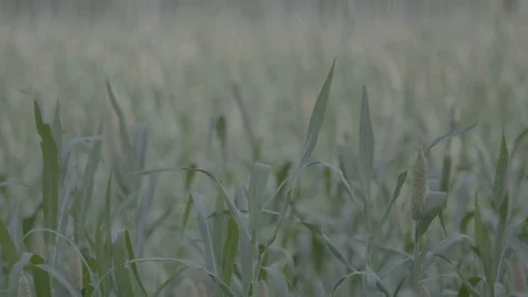 Jowar Field Video stock 112410011