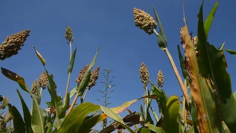 Jowar grain Stock Footage 118848088