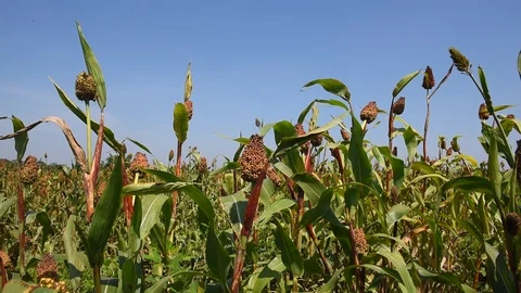 Jowar grain Stock Footage 118848096