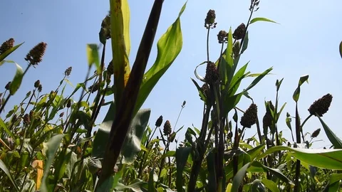 Jowar grain Stock Footage 118848457